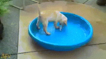 Dogs Pool animated GIF