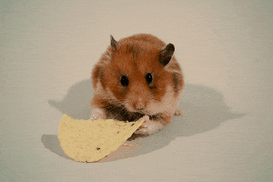 Chip Cute animated GIF