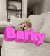 BarkyAndFriends