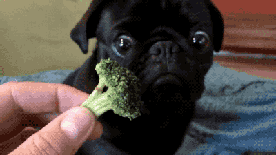 Giphy profile picture for @Broccoli