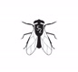 Fliege52