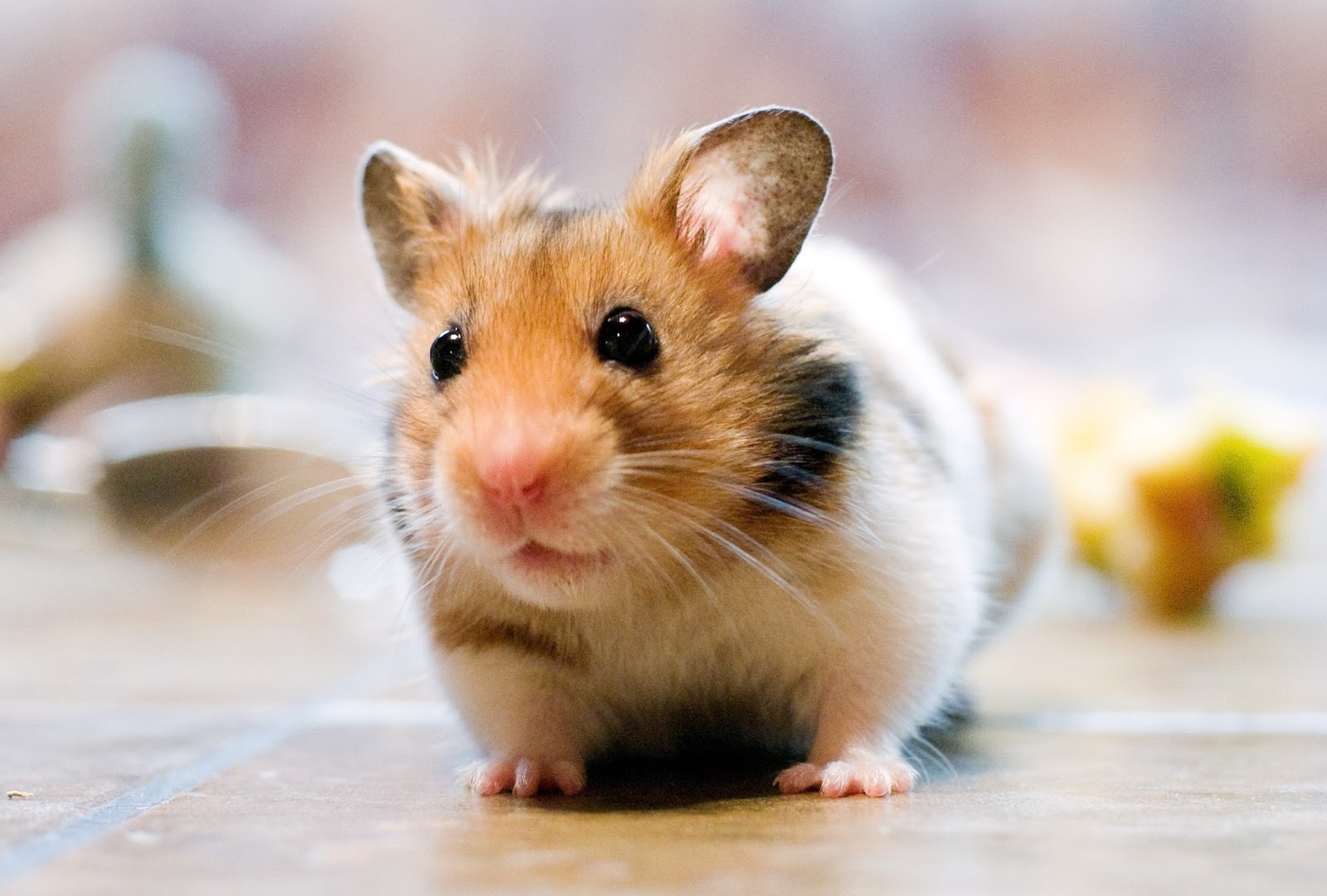 Giphy profile picture for @Rodents