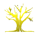 24OliveTrees