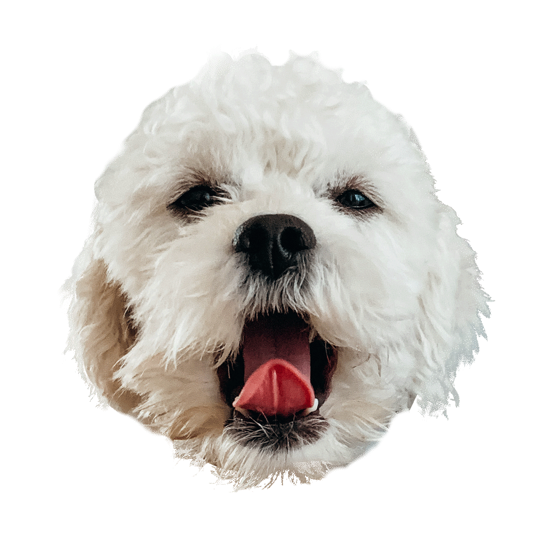 dog tongue gif