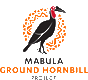 Mabulagroundhornbill