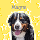 Mayabernesemountaindog