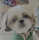 RokutheShihtzu