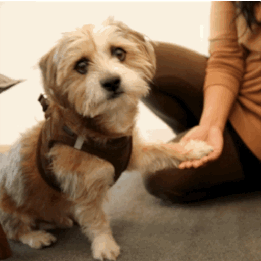 GIF87a  Funny animals, Crazy dog, Funny dogs