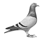 carrierpigeonuniversity