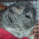chinchilla666