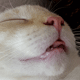 evilpeach