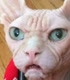 jjamitis