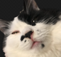 kumataninekomi