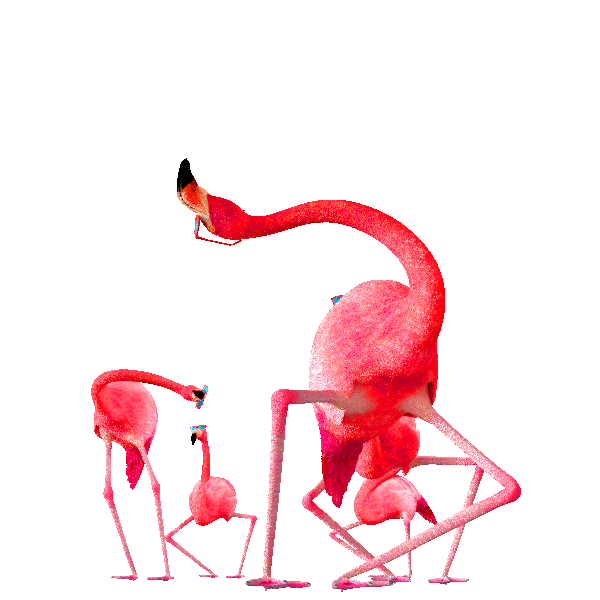 Flamingo 🦩. 