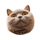 snowball_gr