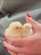 wildlife_buxtehude