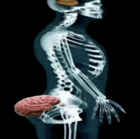 Assbrain GIF