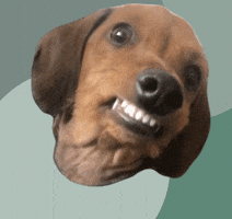 Naschhund GIF