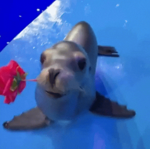 Sea Lion Seal GIF