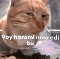 Voy Haromi Nma Edi Bu GIF
