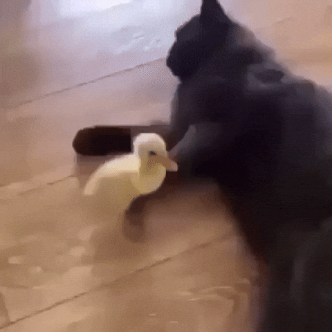 Fat Cat GIF