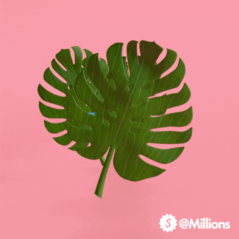 Plant GIF by Millions
