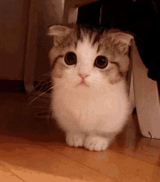 Cat GIF by Yêu Lu