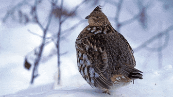 Birds Grouse GIF by U.S. Fish and Wildlife Service