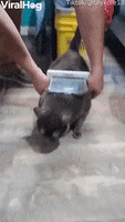 200.gif?cid=fc005b080a066ca65fe2cf3f1d2f1e8af82daed81fb3a496&rid=200.gif&ct=g