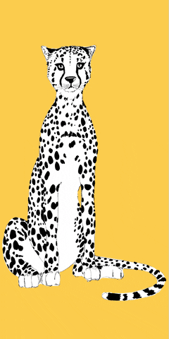 marcellawylie party illustration rainbow leopard GIF
