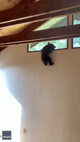 California Bear Cub Gets Stuck Trying to Escape Home Through High Window