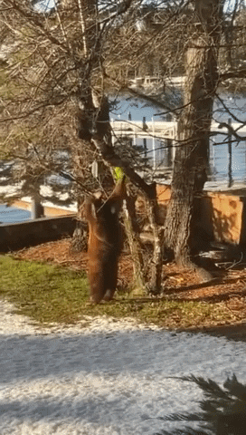 United States Bear GIF by Storyful