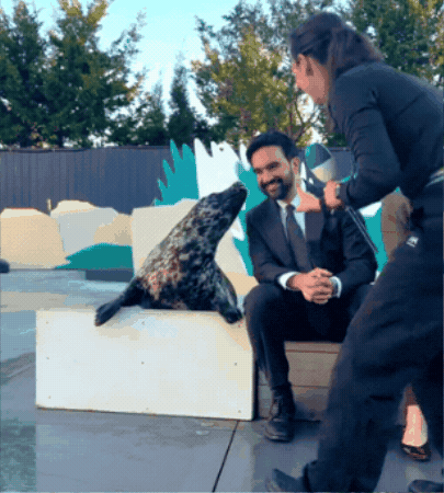 Sea Lion Seal GIF