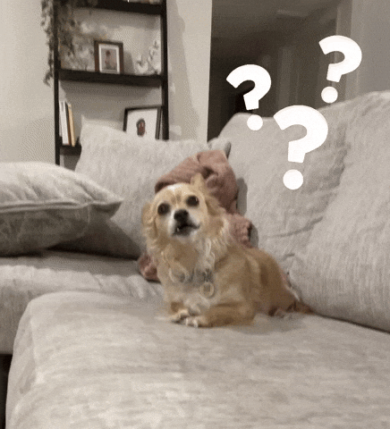 Wtf GIF