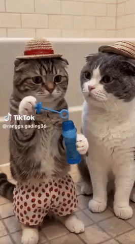 Cats GIF
