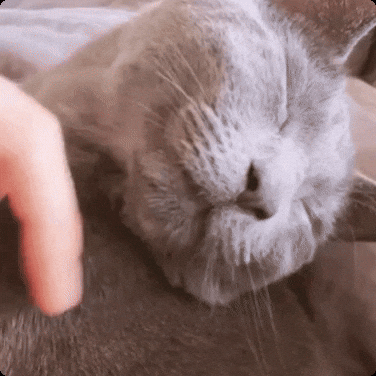 Cats GIF