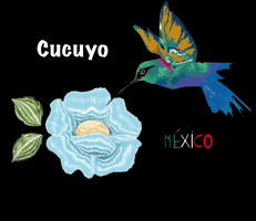 Cucuyo GIF