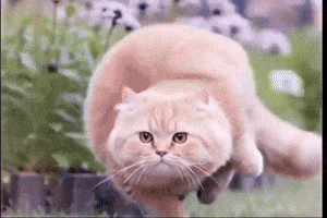 Ball Cat GIF
