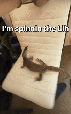 Spin Lizard GIF