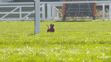 Jumping Sausage Dog GIF by Ascot Racecourse