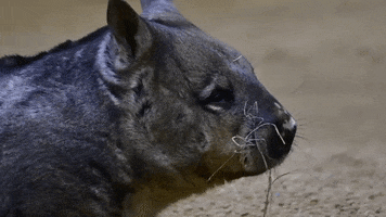 Hungry Los Angeles Zoo GIF by Los Angeles Zoo and Botanical Gardens