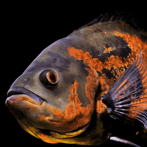 Fish Tank GIF by AquariumMe