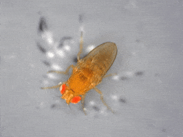 Fruit Fly GIF by Ansel Oommen