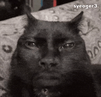 Kevin Hart Cat GIF