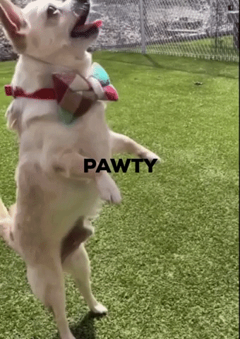 Dog Party Pawty GIF by hsccvt