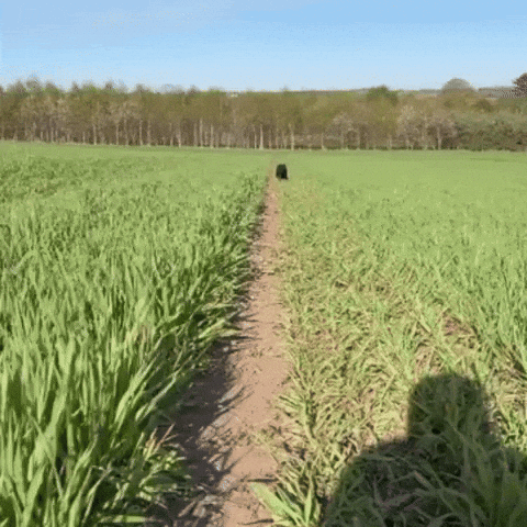 Close Up Dog GIF