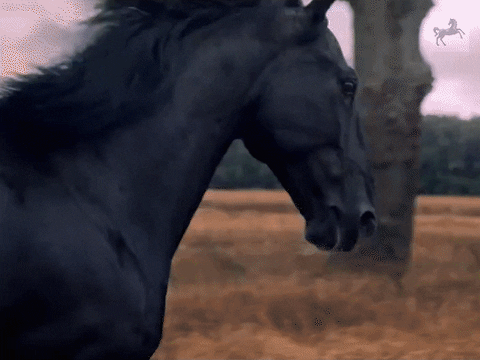 Black Horse GIFs - Get the best GIF on GIPHY