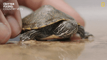 Happy National Geographic GIF by Nat Geo Wild