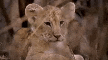 Baby Lion GIF by PBS