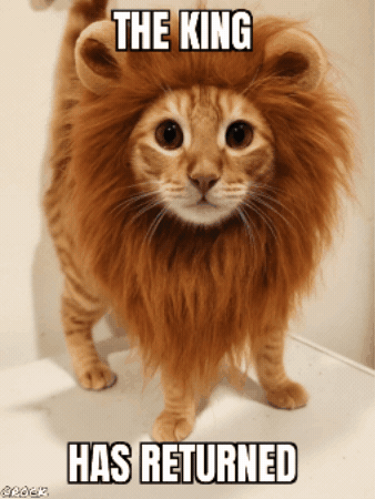 Cat GIF